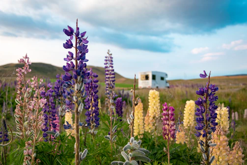 purple flowers under blue sky during daytime