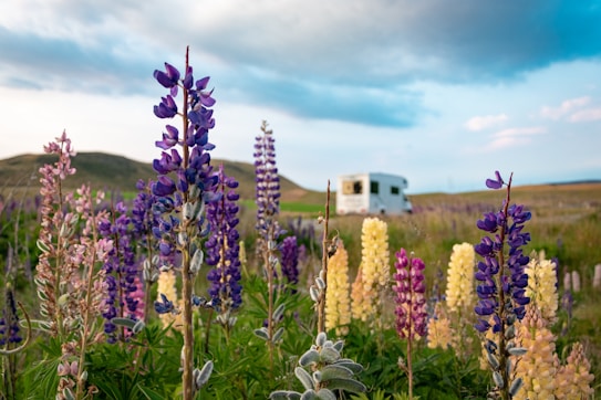 A vibrant field of lupine flowers in various shades of purple, pink, and yellow dominates the foreground, with a solitary RV parked in the background. The scene is set against the backdrop of rolling hills under a partly cloudy sky.