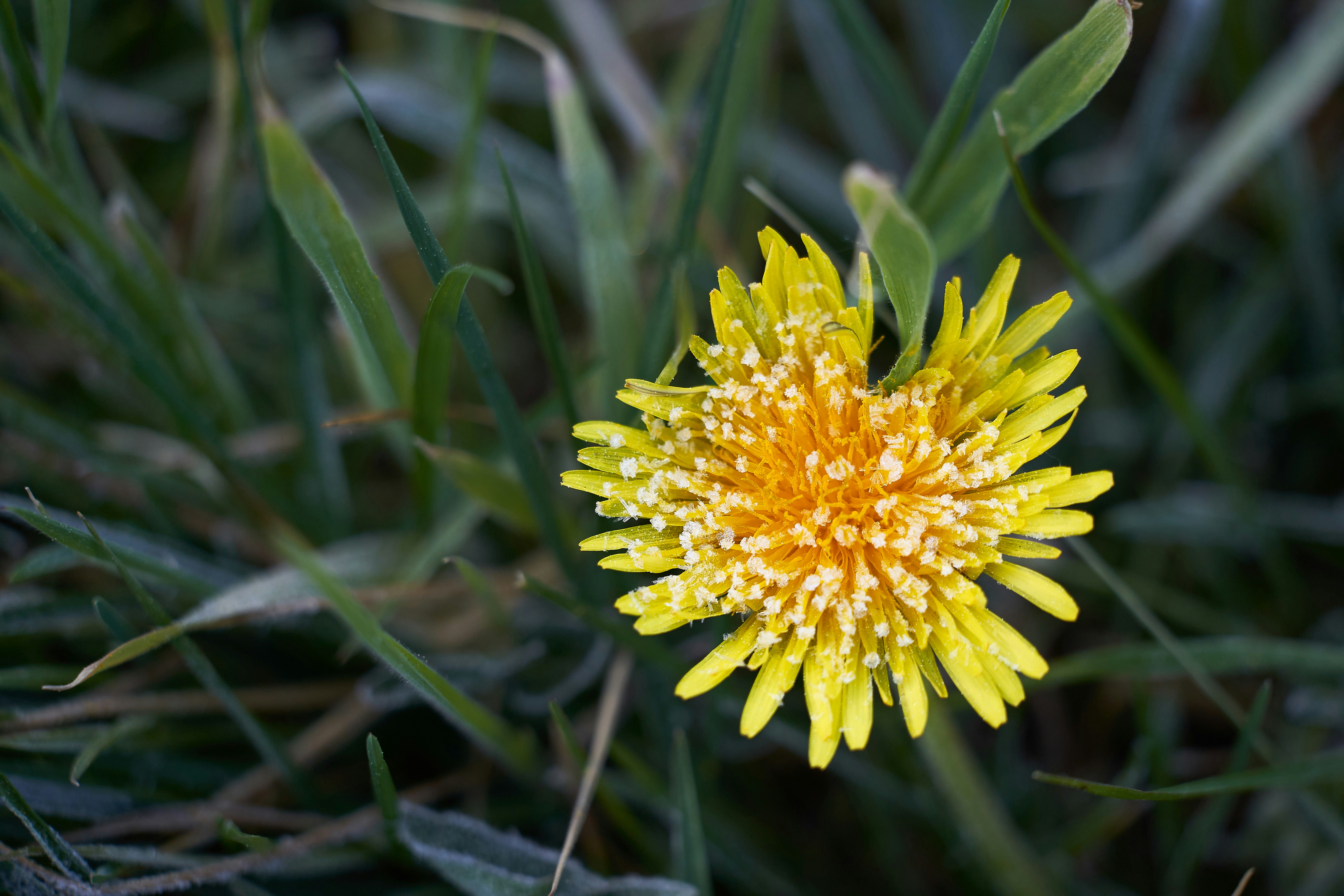 Photo by wolfgang_hasselmann