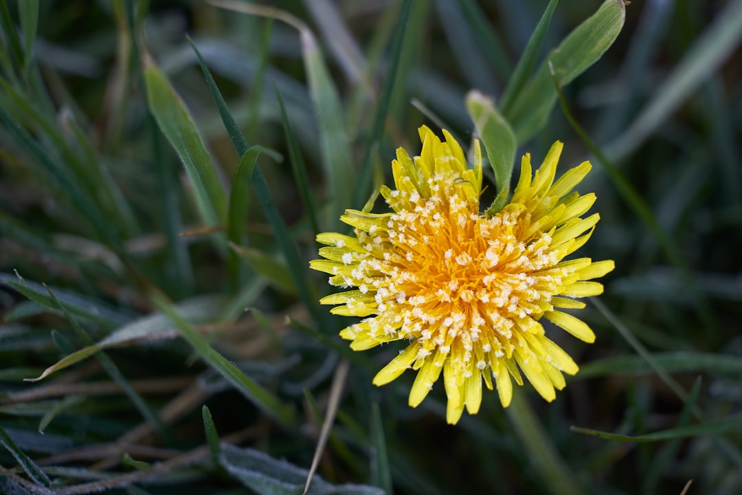 yellow flower in tilt shift lens