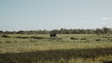 A vast, green field stretches across the image with patches of taller grass and low vegetation. In the distance, a figure, possibly a farmer, is seen with an animal, likely an ox or buffalo, against a backdrop of lush trees and a clear blue sky.