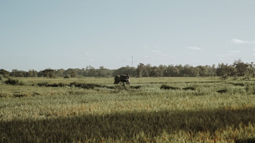 A vast, green field stretches across the image with patches of taller grass and low vegetation. In the distance, a figure, possibly a farmer, is seen with an animal, likely an ox or buffalo, against a backdrop of lush trees and a clear blue sky.