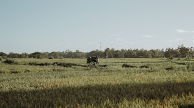 A vast, green field stretches across the image with patches of taller grass and low vegetation. In the distance, a figure, possibly a farmer, is seen with an animal, likely an ox or buffalo, against a backdrop of lush trees and a clear blue sky.