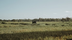 A vast, green field stretches across the image with patches of taller grass and low vegetation. In the distance, a figure, possibly a farmer, is seen with an animal, likely an ox or buffalo, against a backdrop of lush trees and a clear blue sky.