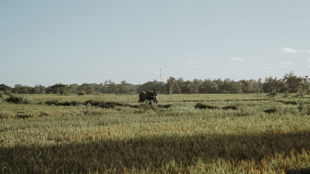 cheval noir sur le champ d’herbe verte pendant la journée