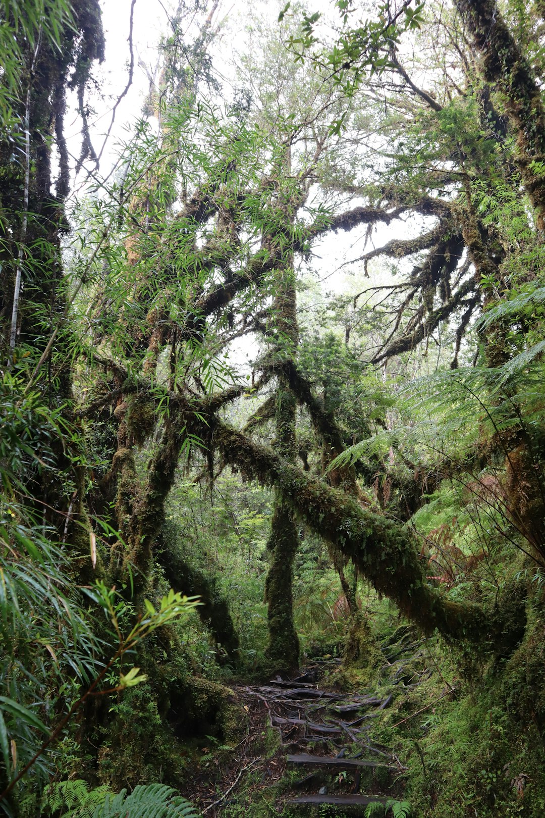 travelers stories about Forest in Park Pumalin, Chile