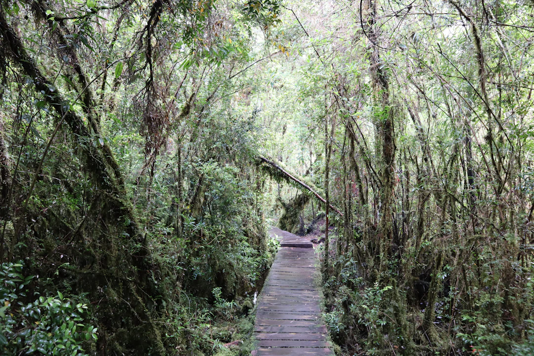 A wooden path through dense temperate forest in Pumalin National Park, Chile