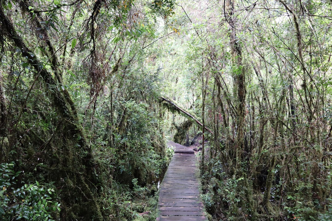 travelers stories about Forest in Park Pumalin, Chile