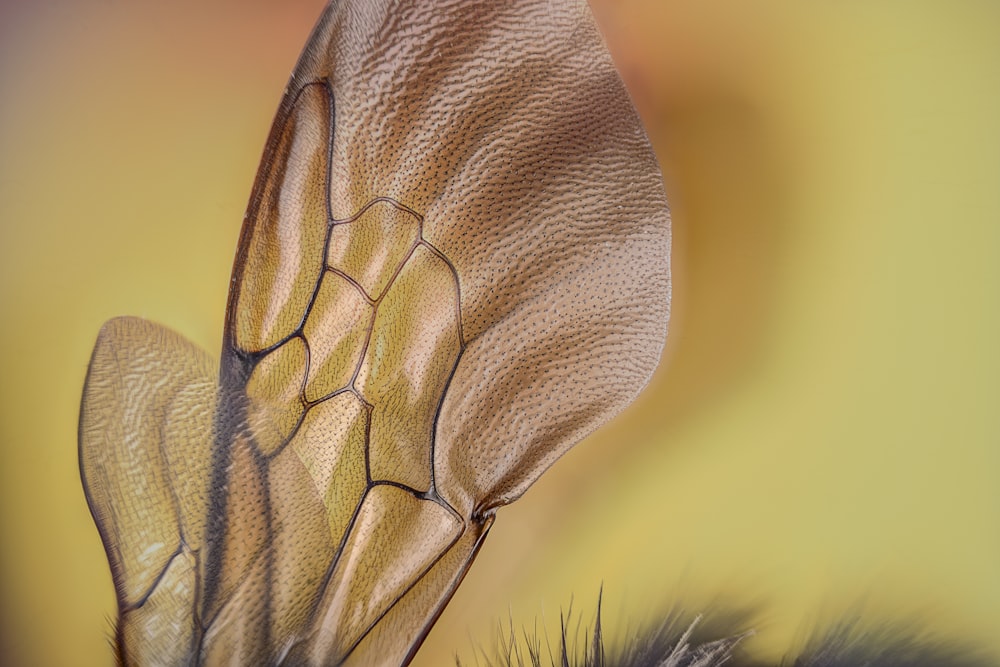 a close up of a butterfly's wing with a yellow background