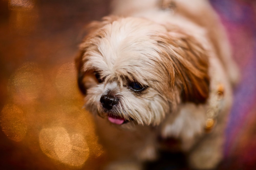 white and brown shih tzu puppy