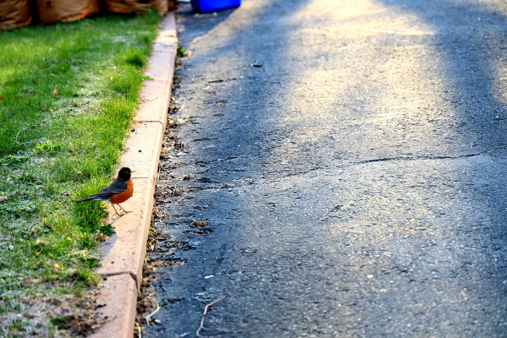 brown and black bird on gray concrete road during daytime