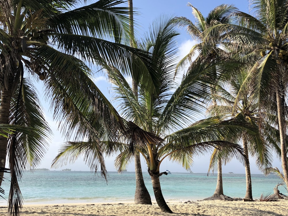 Palmera en la orilla de la playa durante el día