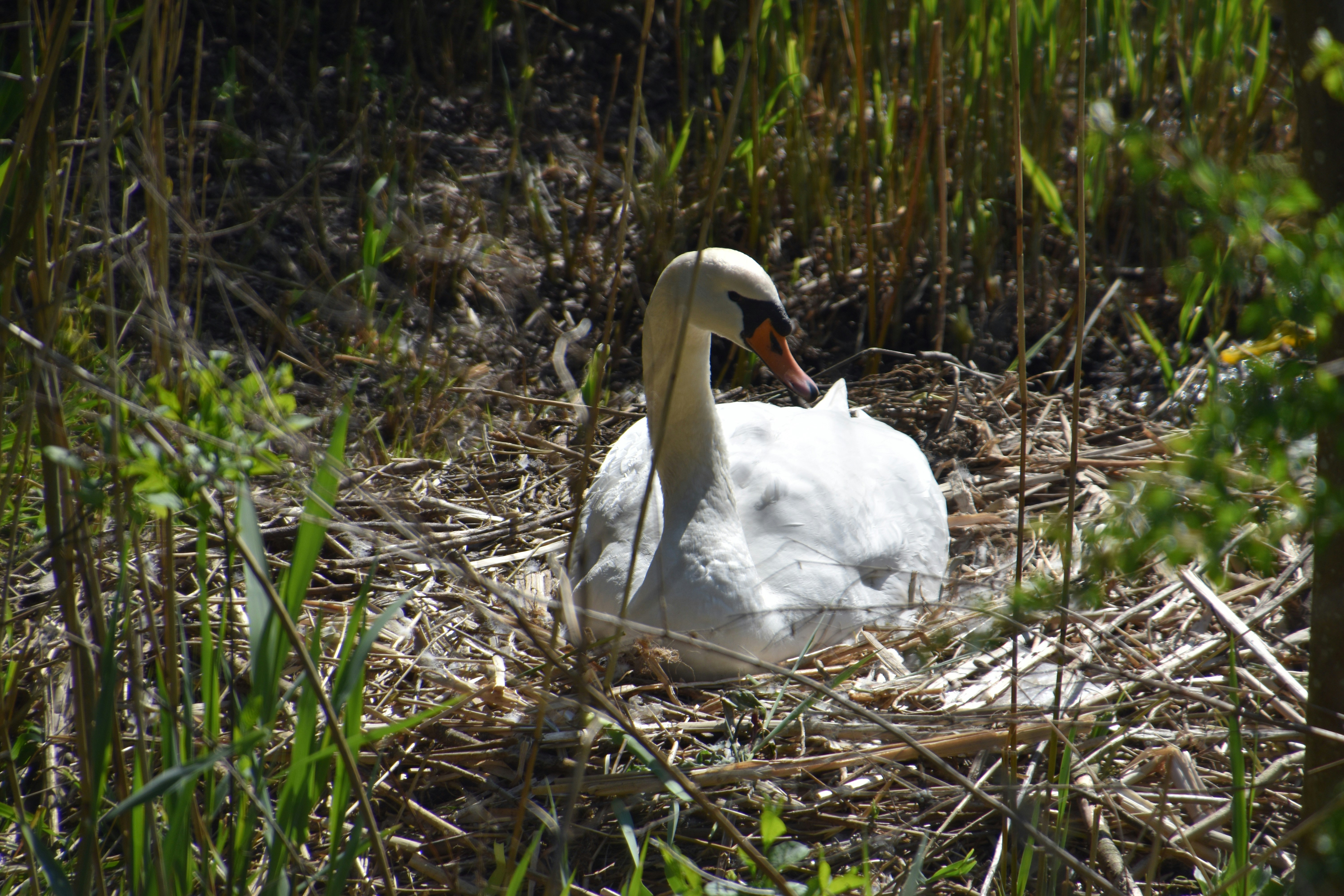 weißer Schwan tagsüber auf braunem Gras