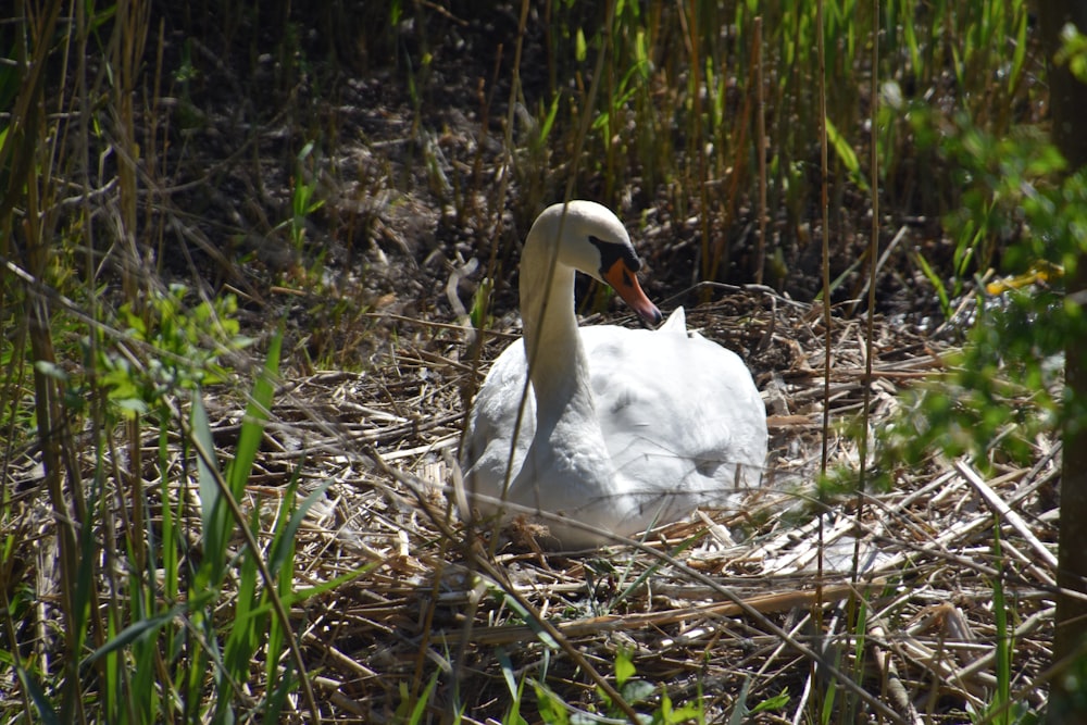 white swan on brown grass during daytime