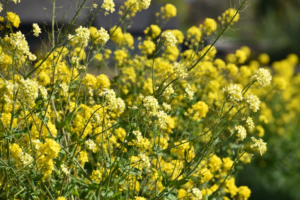 yellow flowers with green leaves