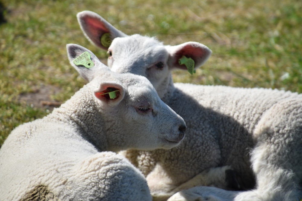 white sheep on green grass during daytime