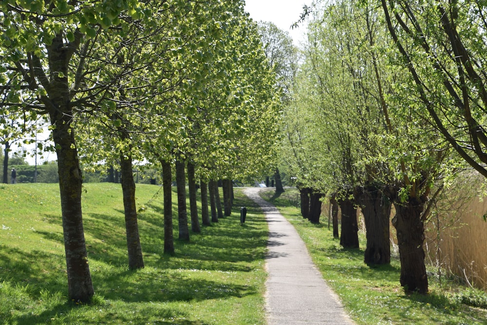 green trees on green grass field during daytime