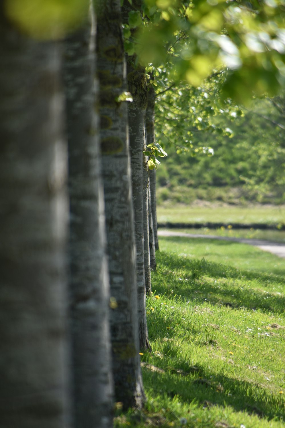 green grass field and trees