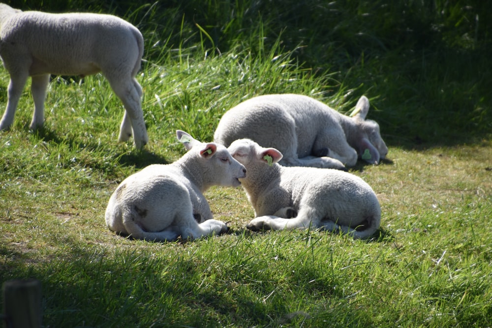 two white animals lying on green grass during daytime