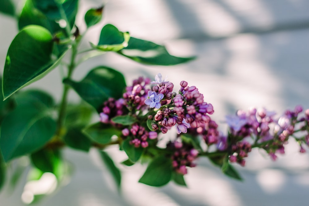 purple flower in tilt shift lens