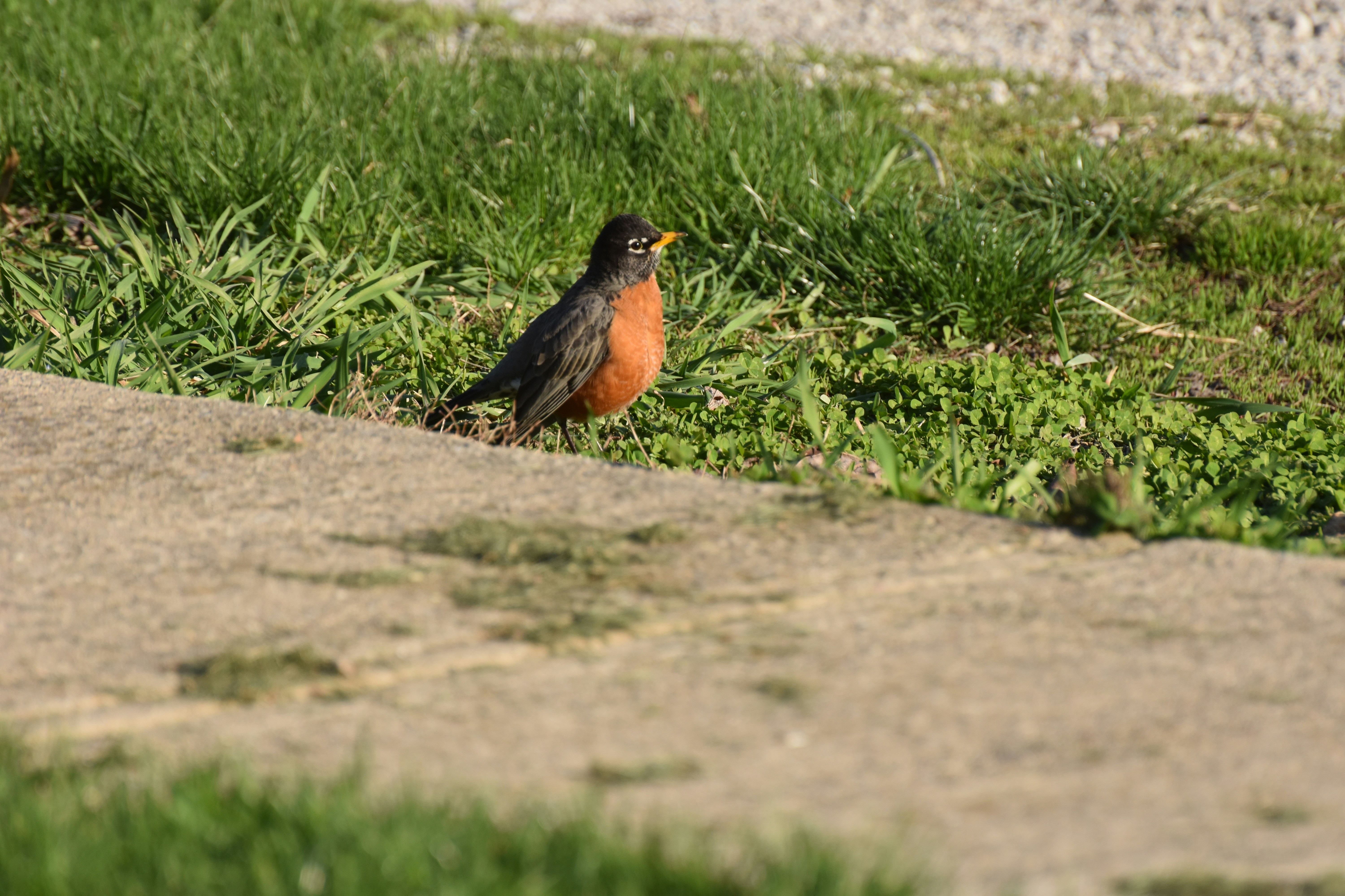 brown and black bird on brown rock
