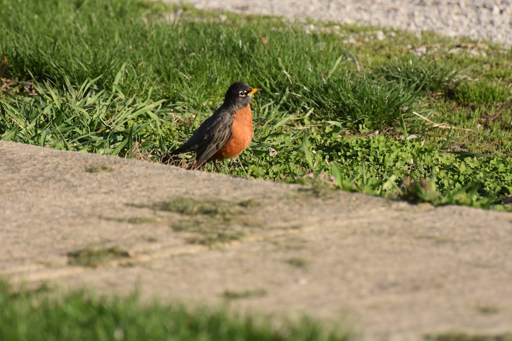 brown and black bird on brown rock