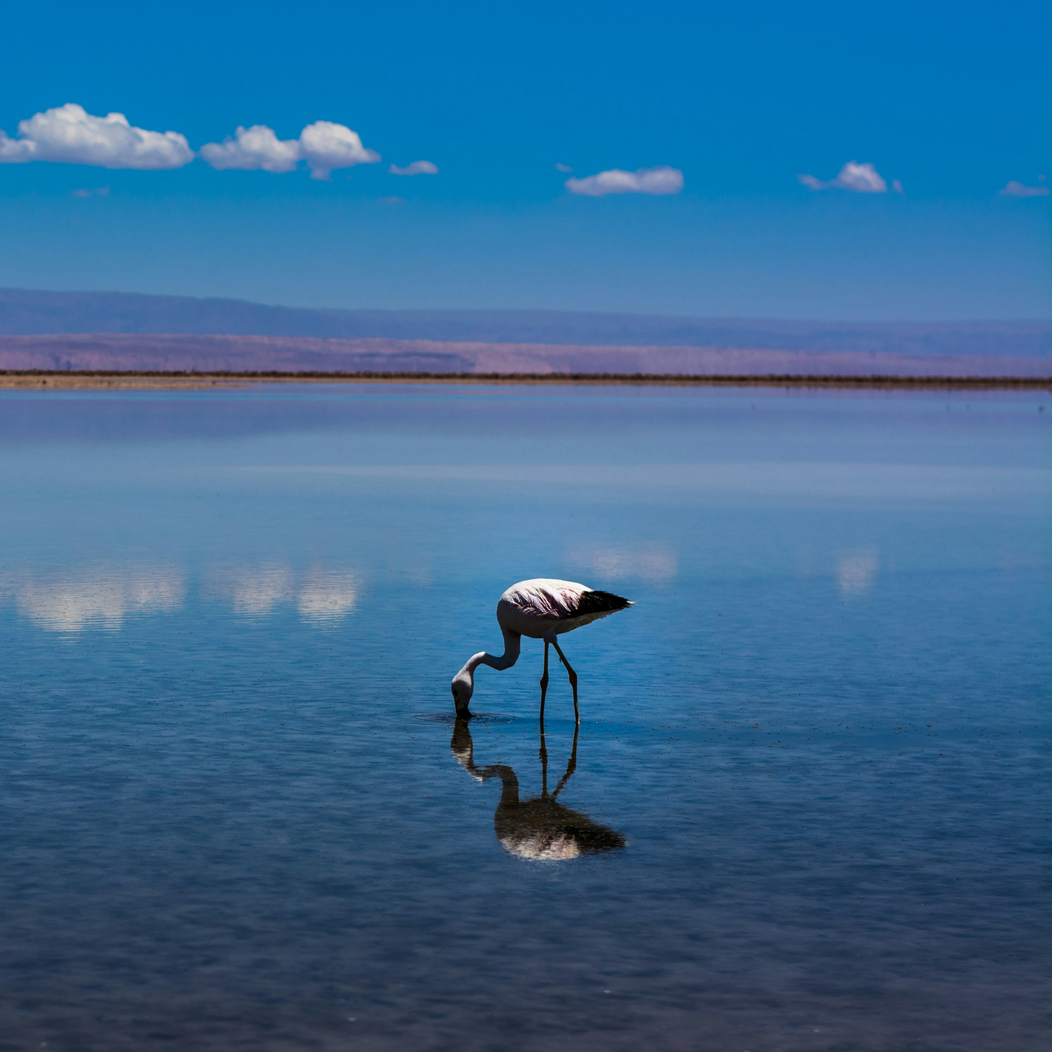 White and black bird on body of water during daytime photo – Free Blue ...