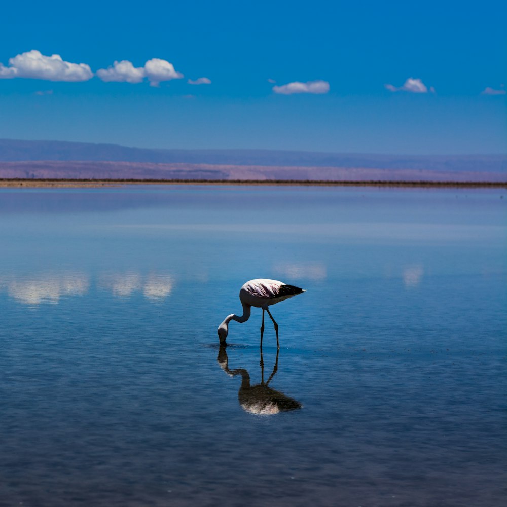 white and black bird on body of water during daytime