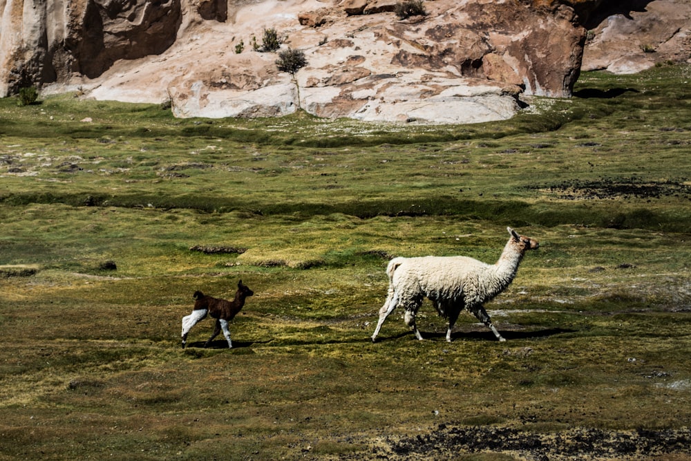 white and brown sheep on green grass field during daytime