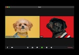 Two dogs are shown in a split-screen video call interface. The dog on the left is a fluffy brown and white dog wearing a blue outfit with a yellow background. The dog on the right is a black pug wearing a striped outfit against a red background.