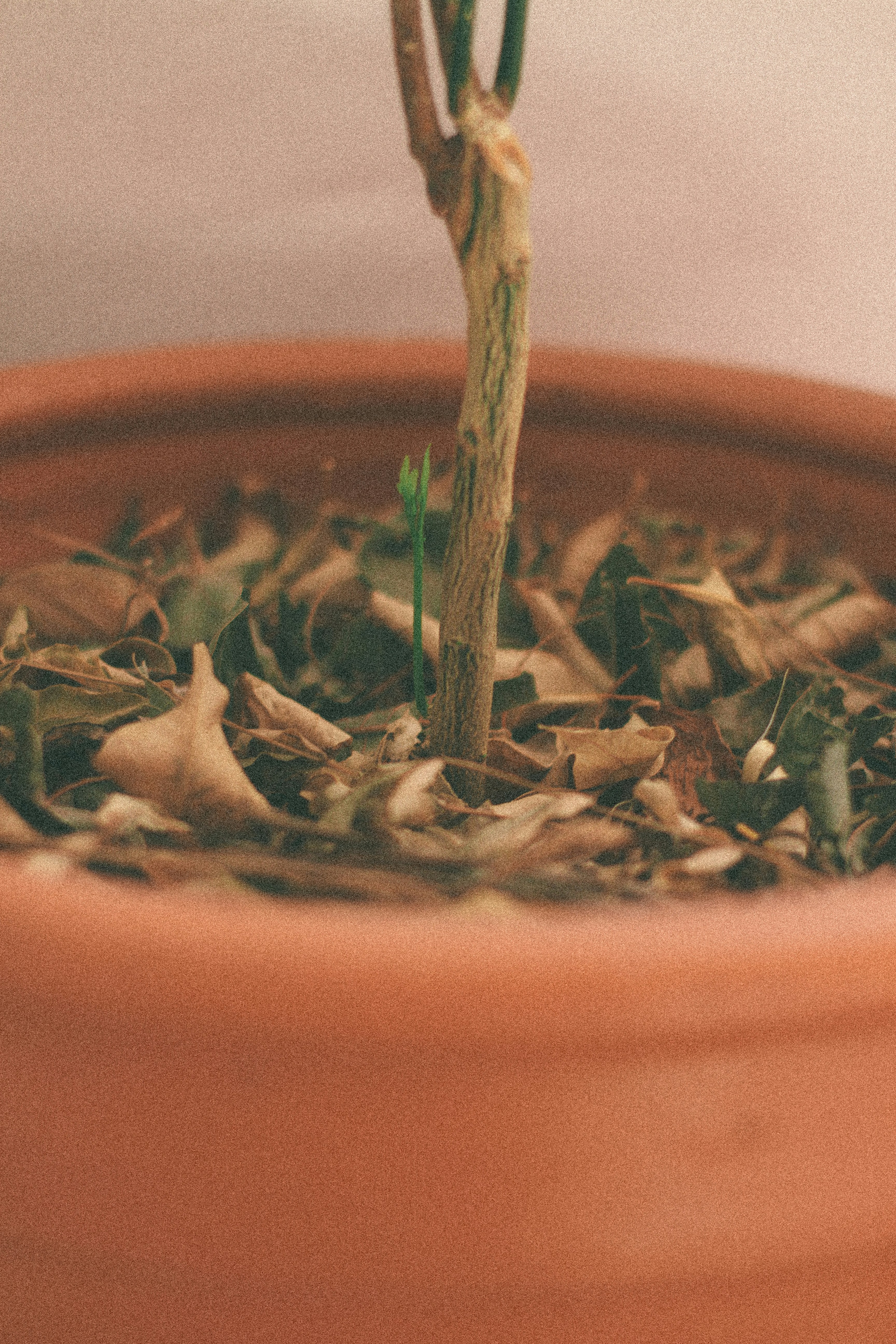 brown dried leaves on brown clay pot