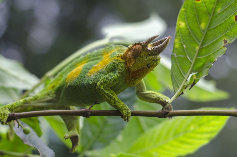 green and brown chameleon on tree branch