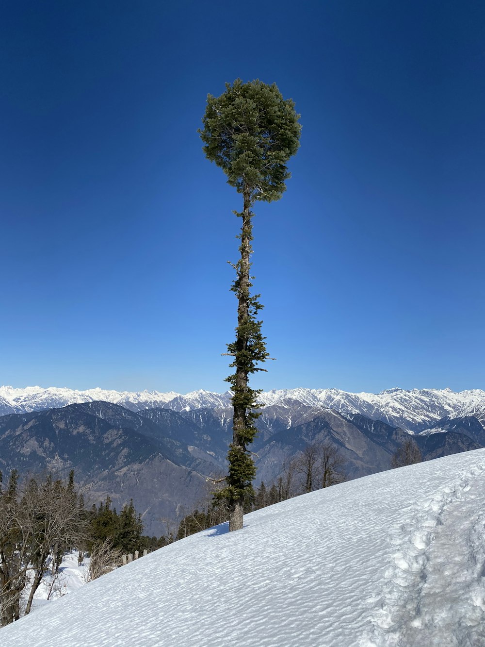 green tree on snow covered mountain during daytime