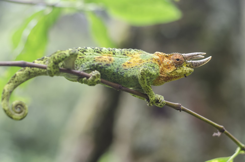 green and orange chameleon on brown tree branch