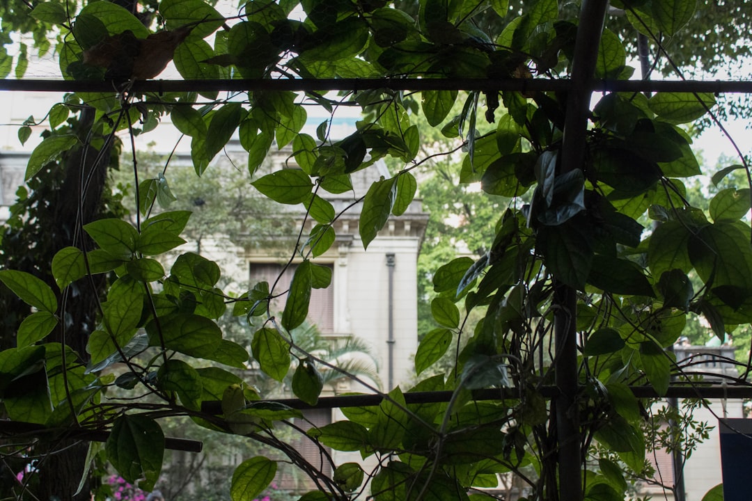 Jungle photo spot Casa das Rosas - Espaço Haroldo de Campos de Poesia e Literatura - Avenida Paulista - Bela Vista Santos