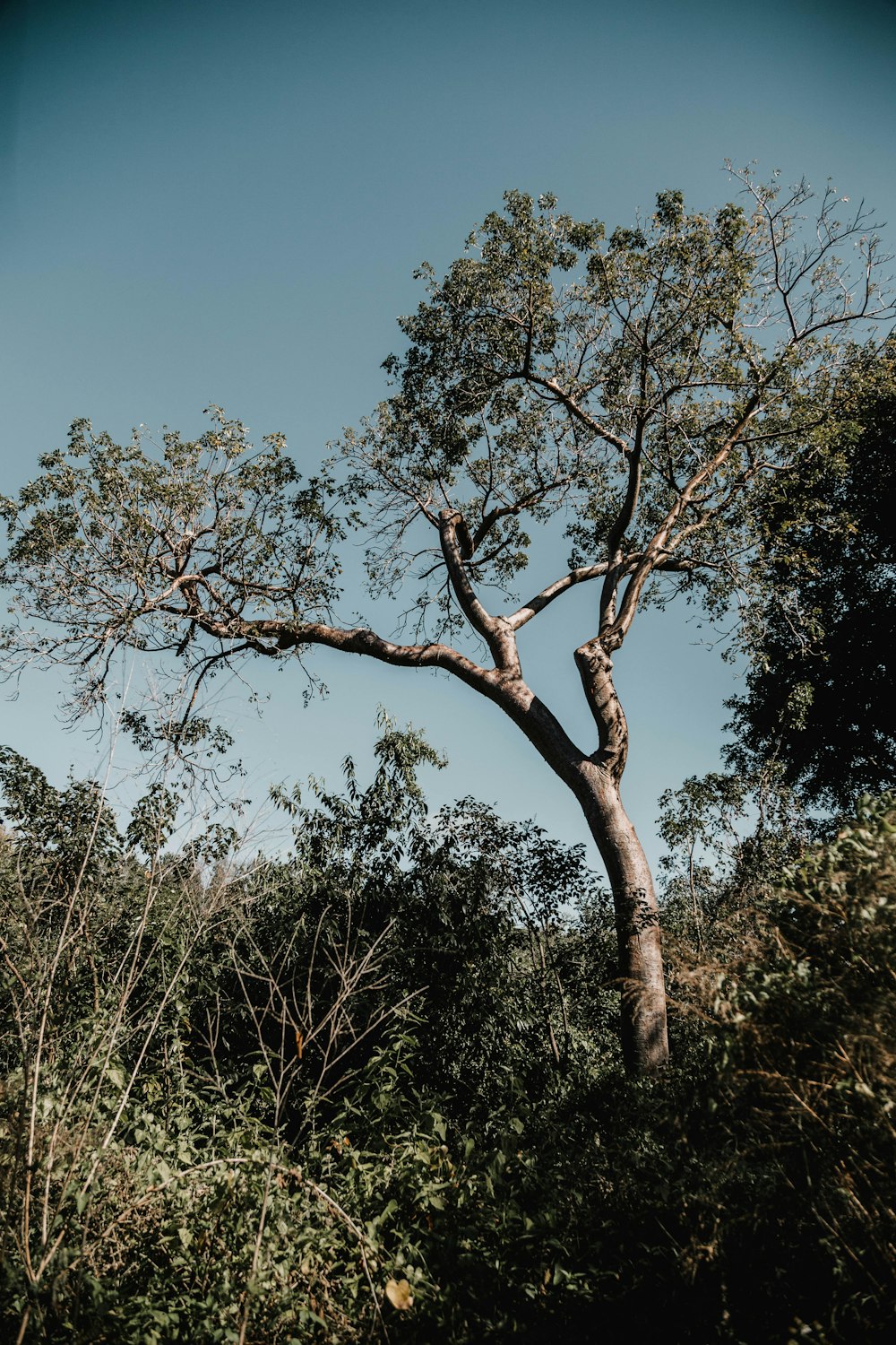 a very tall tree in the middle of a forest