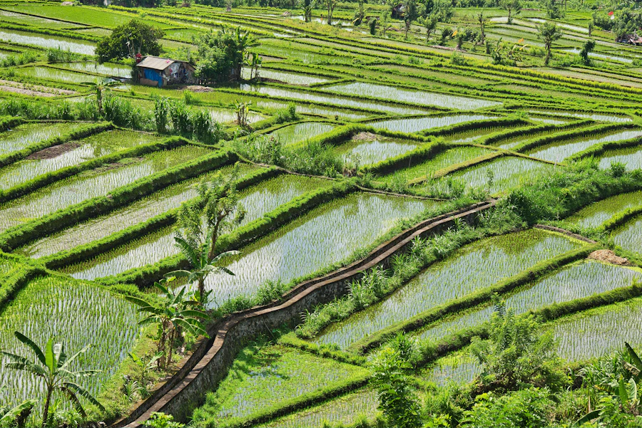 Terraced green fields