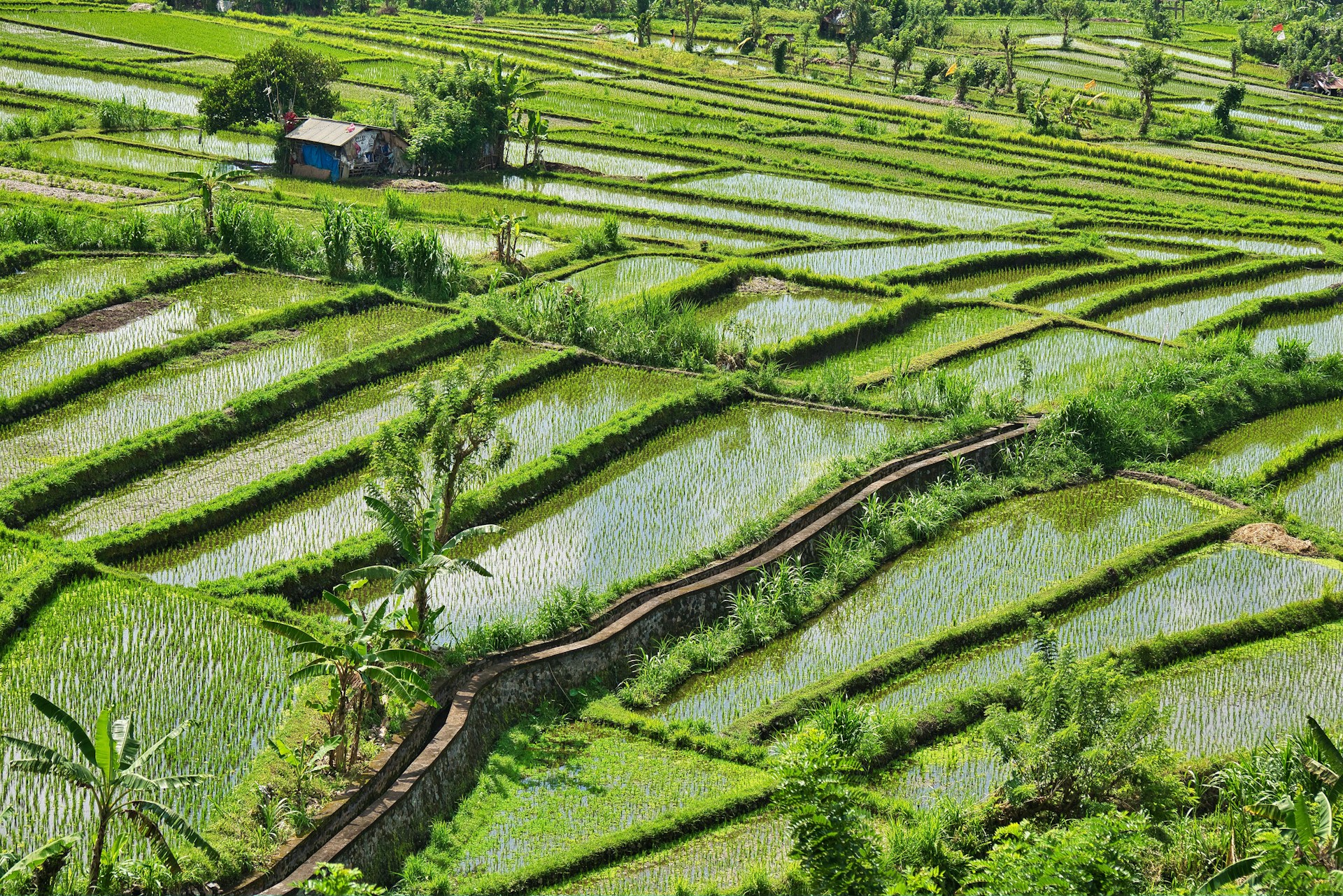 green grass field during daytime