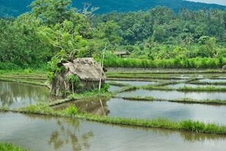 green trees beside body of water during daytime