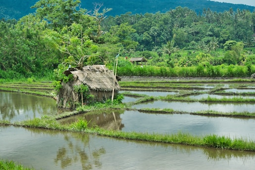 green trees beside body of water during daytime