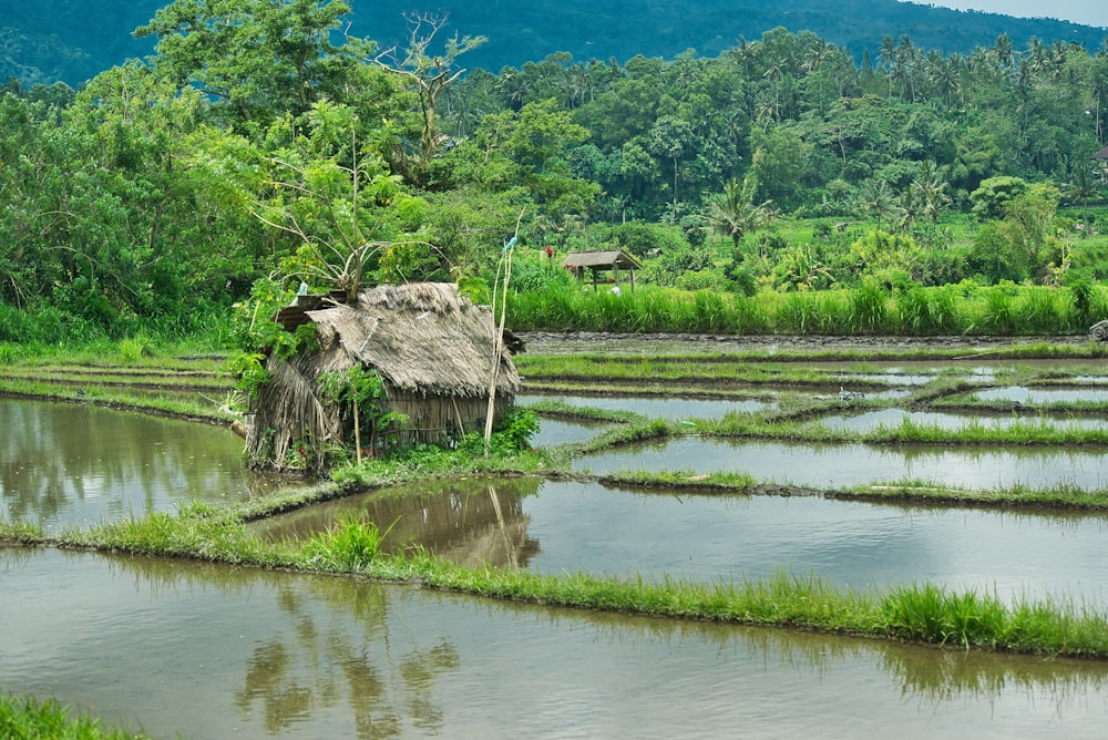 green trees beside body of water during daytime