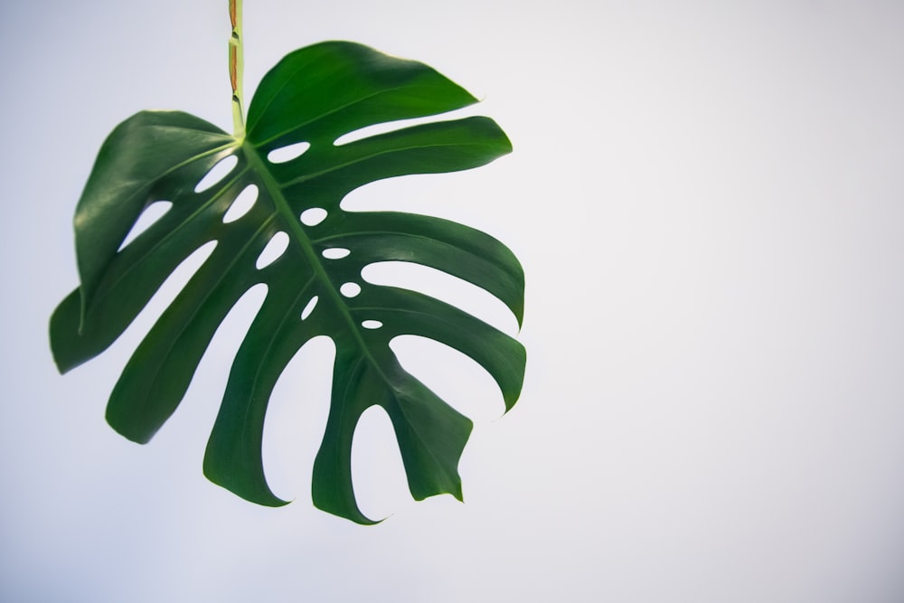 green leaves under white sky