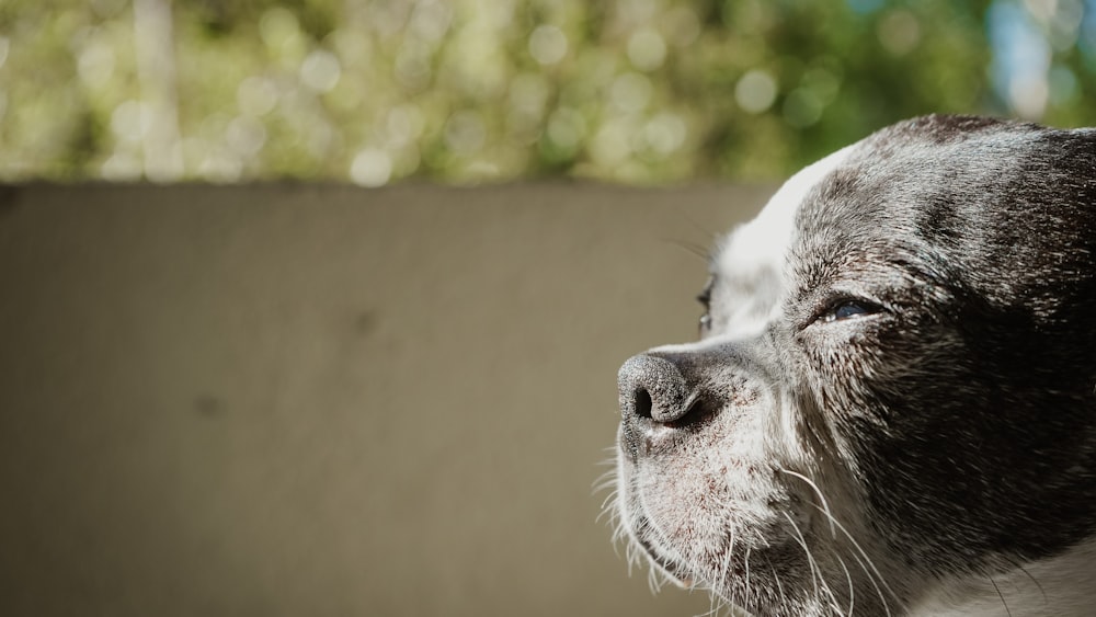 black and white short coated dog