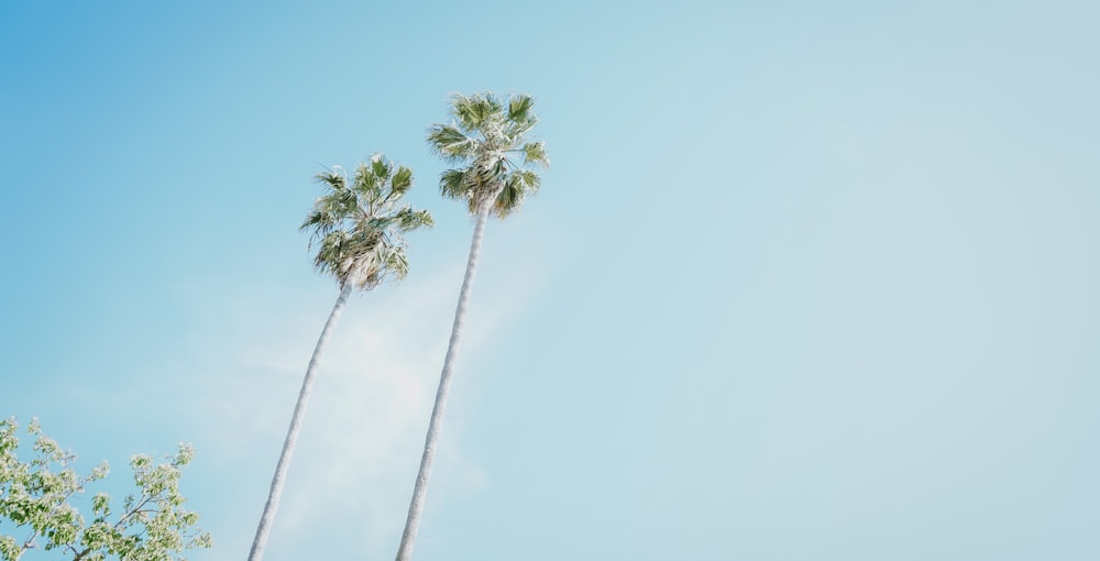 Palmera verde bajo el cielo azul durante el día