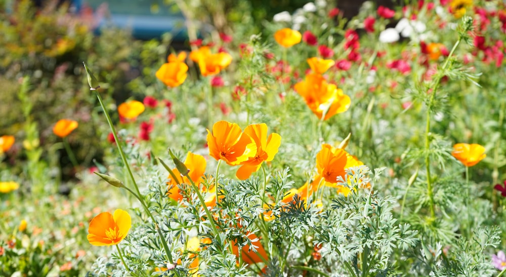 yellow and red flowers during daytime