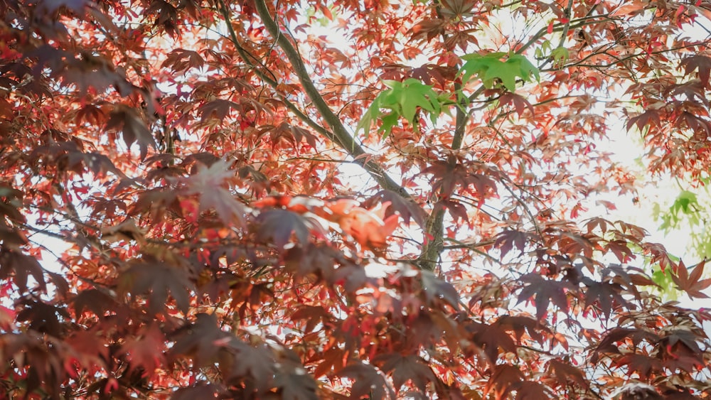 red and green leaves tree