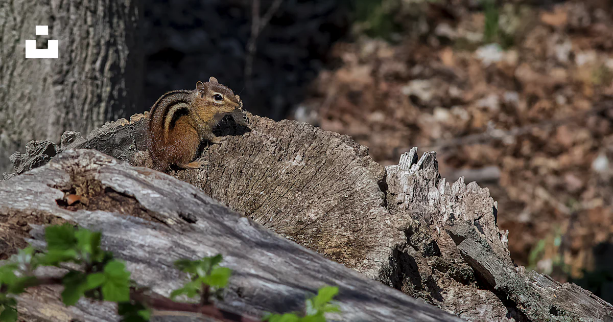 Brown squirrel on gray tree log during daytime photo – Free Rodent ...