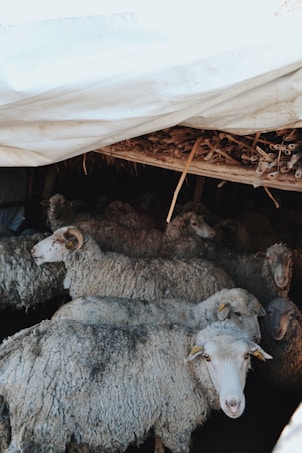 Several sheep are gathered closely together under a makeshift shelter made of wood and covered with a white tarp. The sheep have thick, curly wool and appear to be in a shaded area, with some light coming through the opening of the shelter.