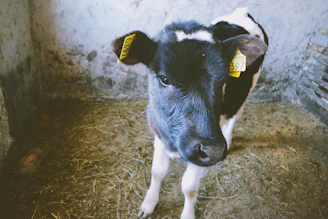 black and white cow on brown grass field