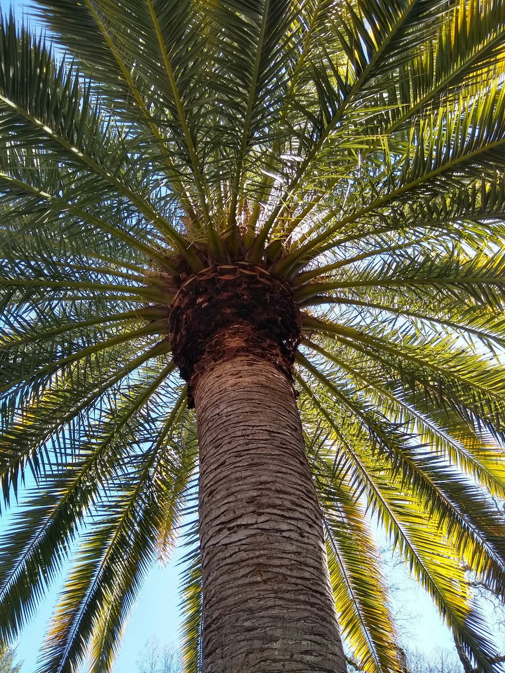 low angle photography of palm tree